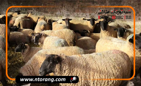 کمبودی در عرضه دام عید قربان نداریم